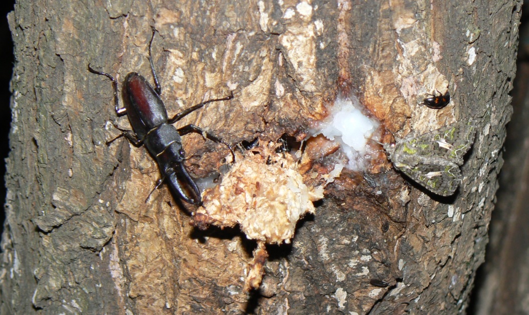 やなぎの枝先_幹に辿って降りたところにノコギリクワガタとキノカワガ_2021年5月31日20時30分頃 気温22度